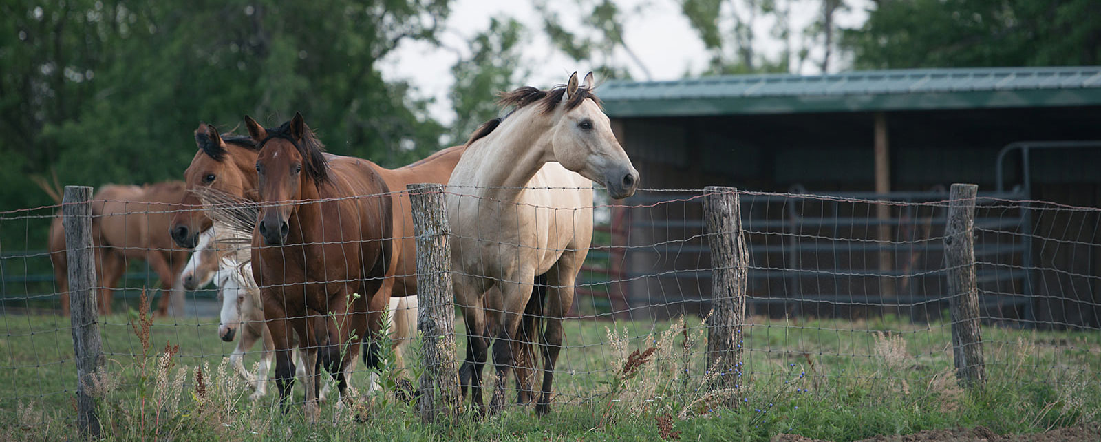 The Ranch - Morrell Ranch